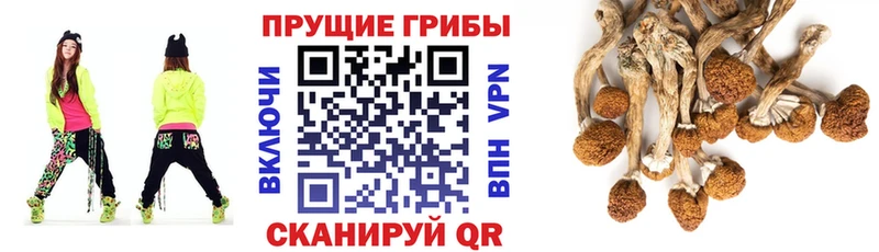 Псилоцибиновые грибы Psilocybine cubensis  Олонец 